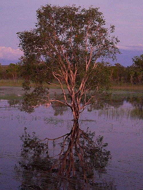Water has always been free for big industries in the NT, but now that’s changing
